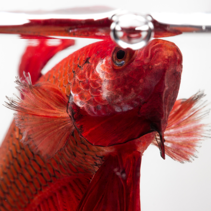 Dedicated to the Keeping & Breeding of Betta splendens