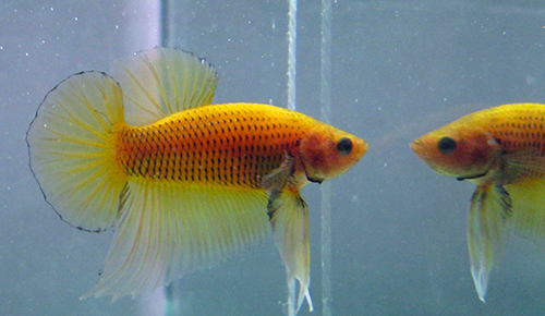 Dedicated to the Keeping & Breeding of Betta splendens